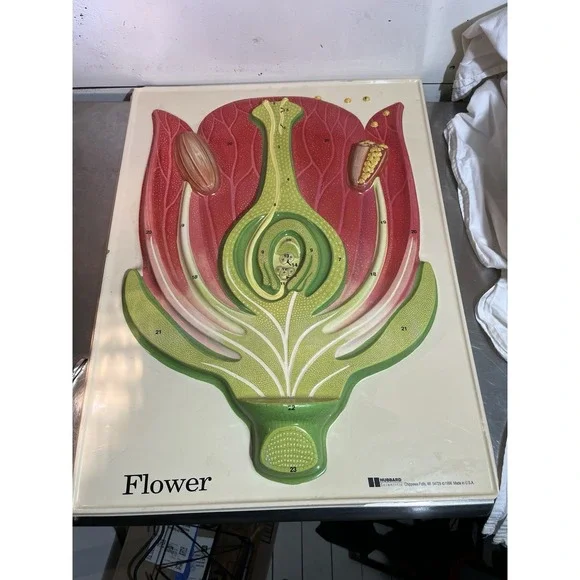 Vintage 1998 Hubbard Scientific Flower Anatomy Model 24x18 Biology Classroom