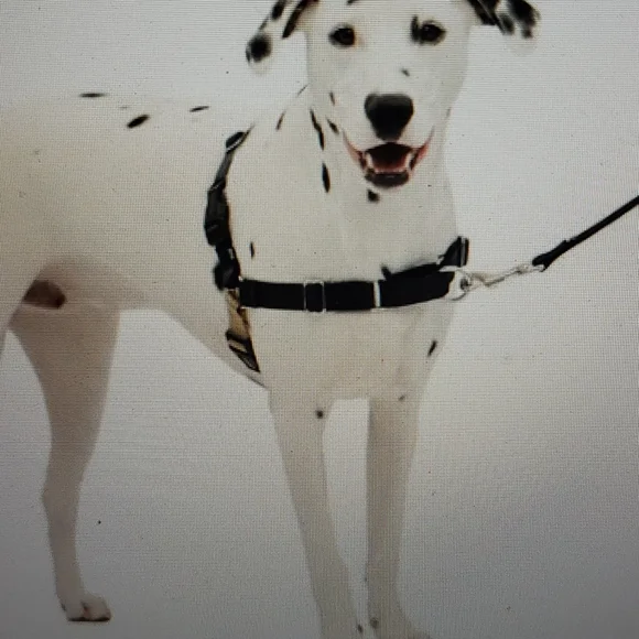 Pet Safe Easy Walk Dog Harness