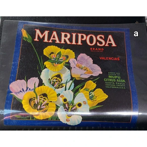 MARIPOSA BRAND, Valencias, MUPU Citrus Ass'n SANTA PAULA, California,