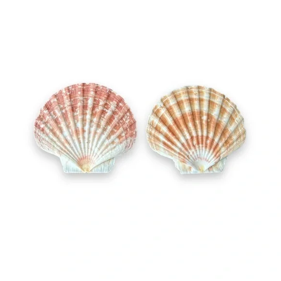 Irish Flat Seashells