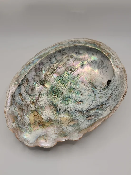 Iridescent Abalone Shell Vintage Natural - Green & Pink Accents 8