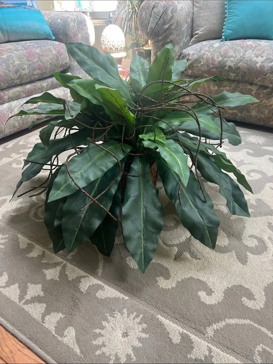 Artificial Bird's Nest Fern (Asplenium nidus) featuring wide, strap-like fronds