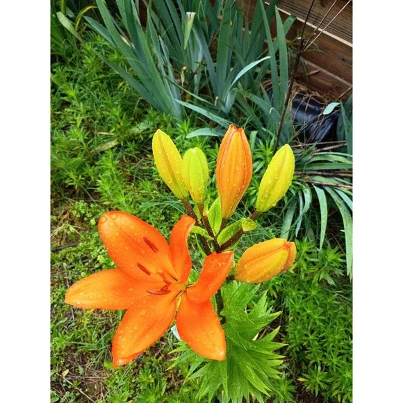 Asiatic lilies Mixed Bulbs‎ Pack Of 3 Freshly Dug Reds, Orange, Burgundy, And...