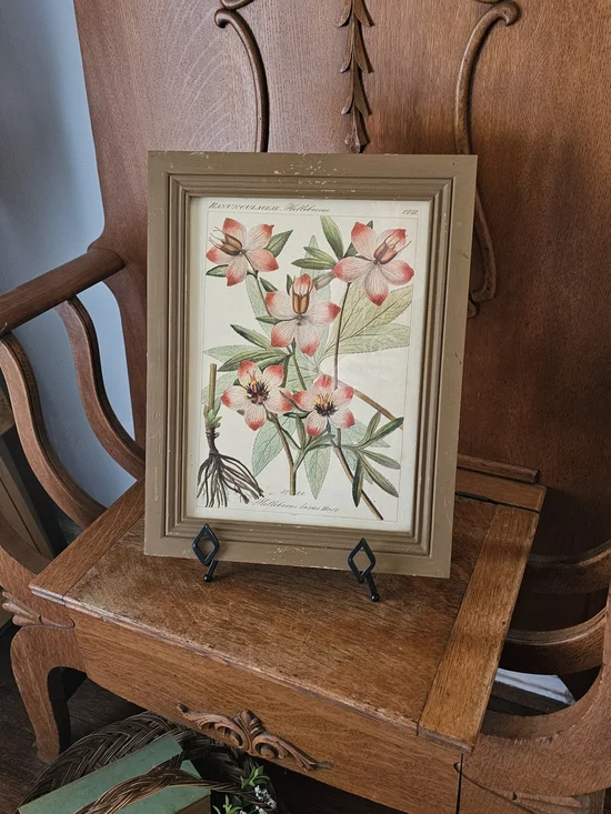 Vintage Botanical Hellebore Print | Framed Floral Wall Art | Cottagecore Decor