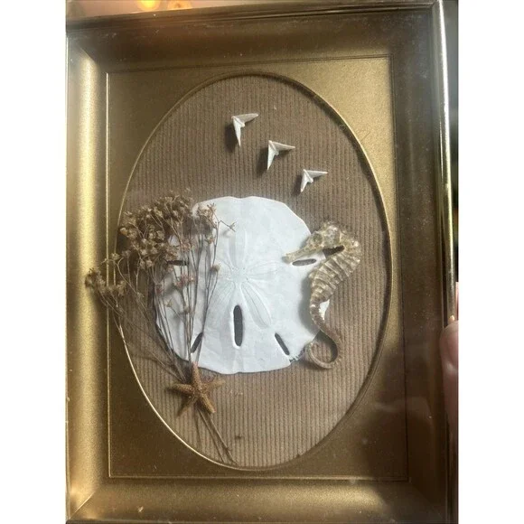 Vintage ShadowBox Art Sand Dollar Seahorse Composition Ocean