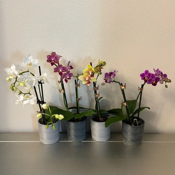 4 Mini Flower Pots