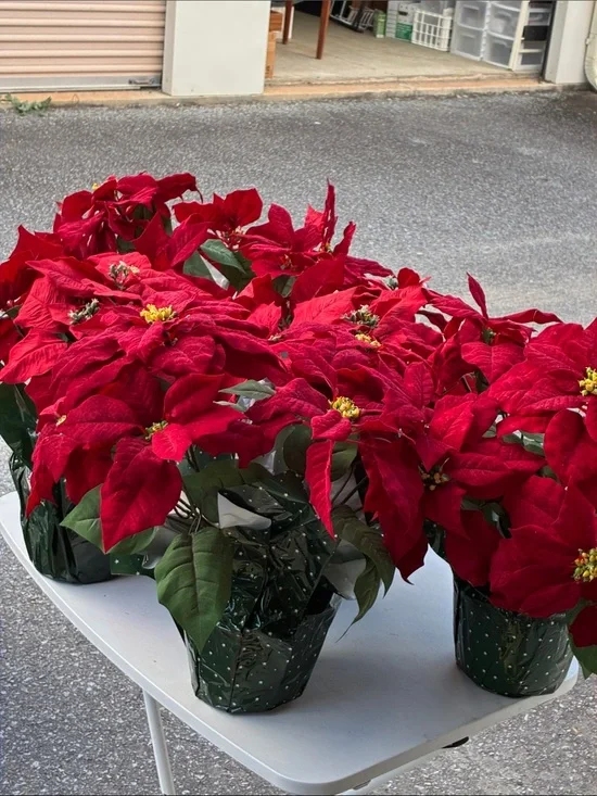 Holiday Red Poinsettia Plant -Set 5