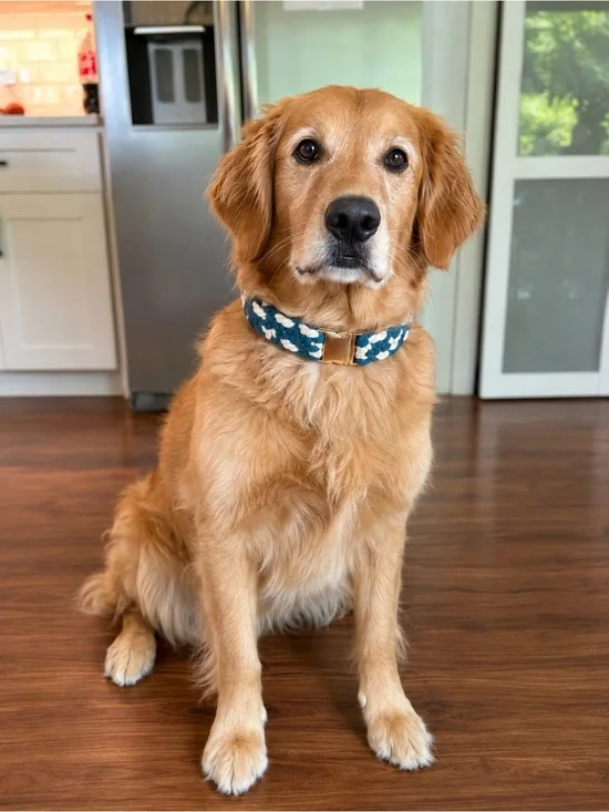 Blue/White Dog Collar - Size Large 19”
