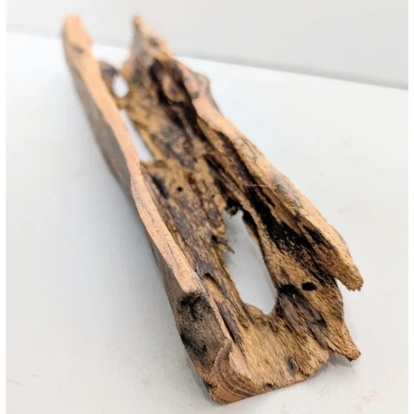 Black Locust Hollow Root Fairy garden or Gemstone Display. 9
