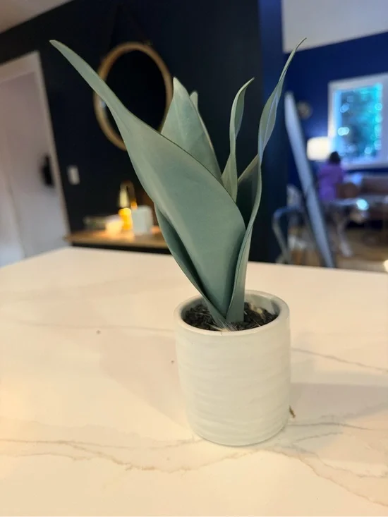 Artificial Succulent Plant in Green with White Ceramic Pot - Home Accents
