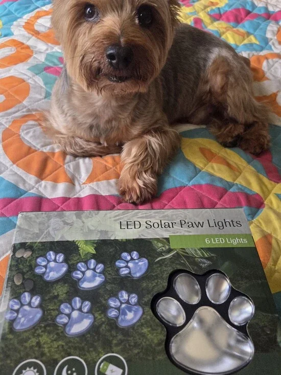 LED Solar Paw Lights -White
