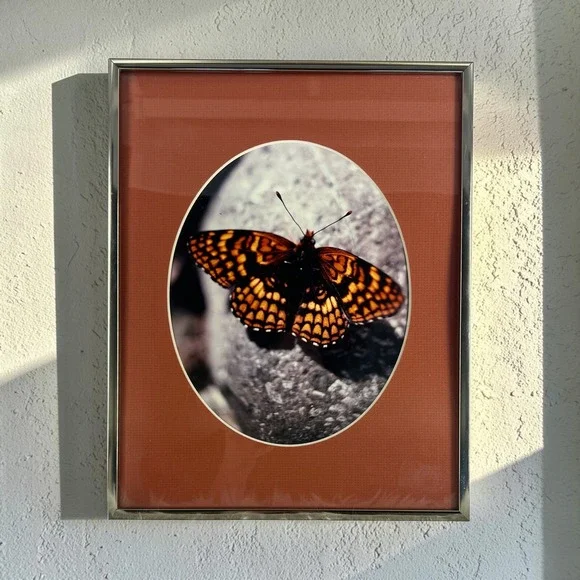 Vintage Butterfly‎ Moth Forest Framed Art Nature Photography Silver Metal Frame