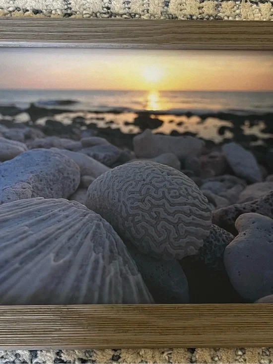 Sunset Beach Shells Wall Art Print in Brown Wood Frame
