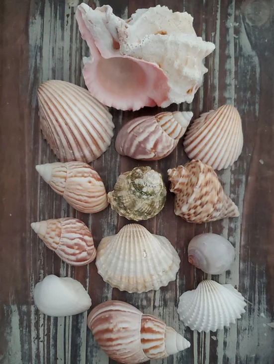 Natural Seashells Pink Murex Seashell Beach Coastal Decor Crafts Nautical