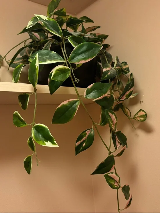 Hilton Carter for Target Faux Hoya Carnosa Hanging Plant in Ceramic Pot