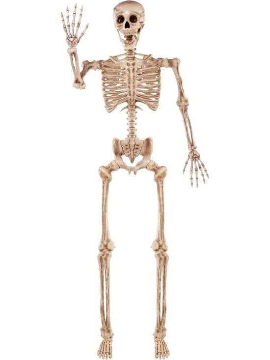 Life-Size Posable Skeleton 5.6 FT - Realistic Bones, Movable Joints, Halloween
