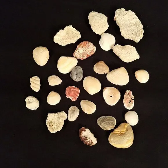 Small Corals & Seashells Arts Crafts Jewelry #8