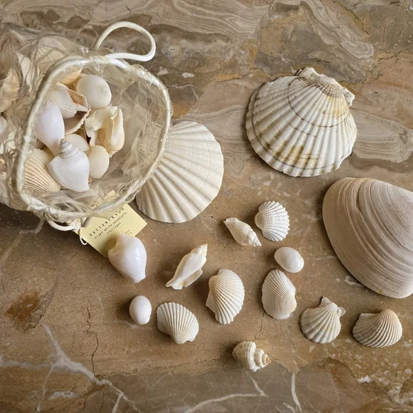 Pottery Barn Mixed White Seashells