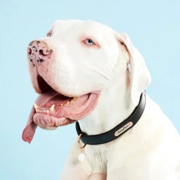 ZippyPaws Legacy Collection Dog Collar Black Leather