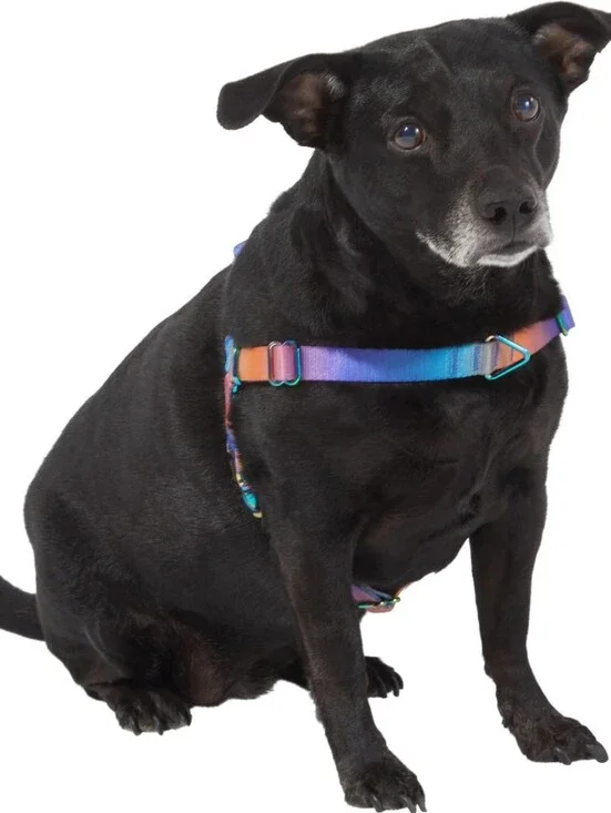 Frisco Ombre Style Dog Harness XL 29-44.5