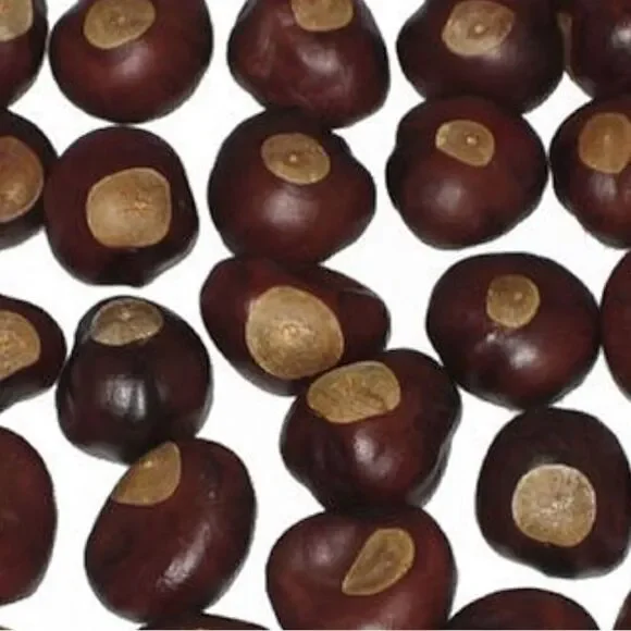 Buckeyes  for crafting