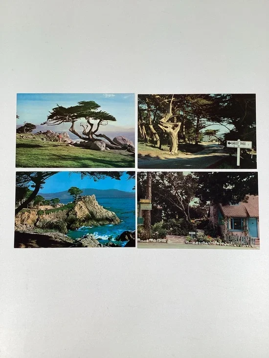RPPC Monterey & Carmel Bay CA, Ghost Tree, Golf, Cypress, Lamplighters Postcard