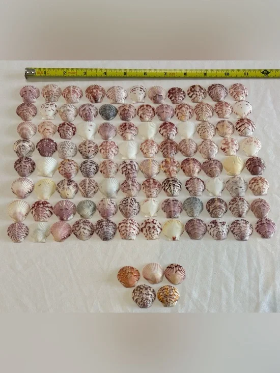100 LOT SEA SHELLS SANIBEL, FLORIDA SCALLOPS 1