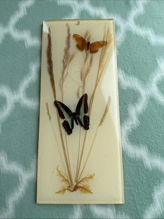 1970s Vintage Papilio and Juno Butterfly Resin Wall Art in Cream, Brown & Teal