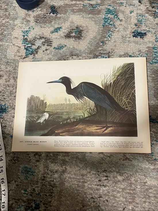 🖤5/$25 Vintage bird print Wall Decor