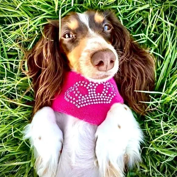 Juicy Couture X Louadore Terry Cloth Dog Bandana Hot Pink