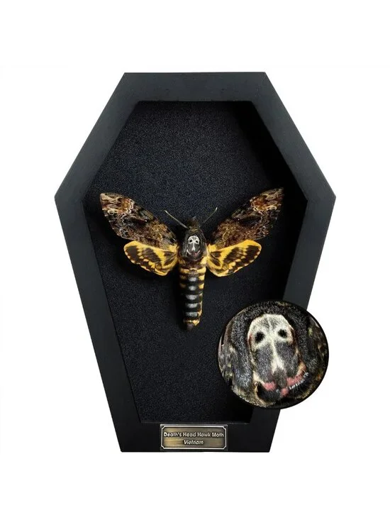 Gothic White Skull Death Head Moth 7