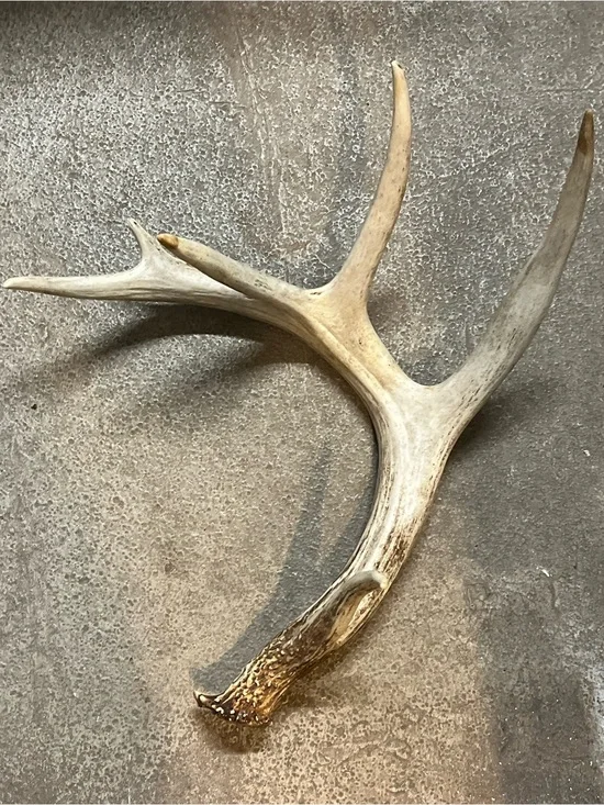 Natural Brown Deer Antler Wall Accent - Rustic Home Wall Decor