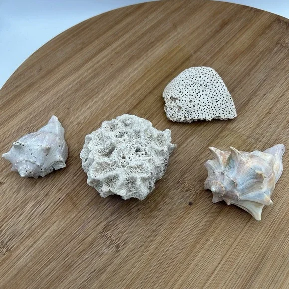 Dried Natural CORAL Fossil Whelk Shell Sea Stone Home Decor Aquarium Unique‎
