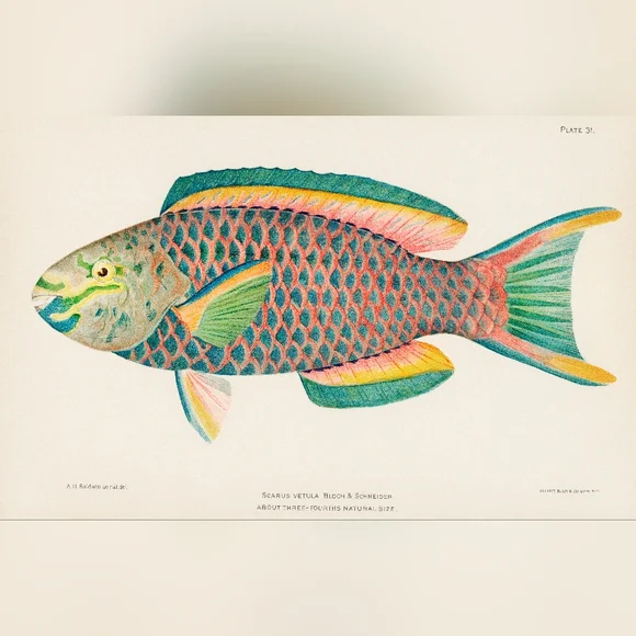 Parrot Fish Colorful Illustration Art Print
