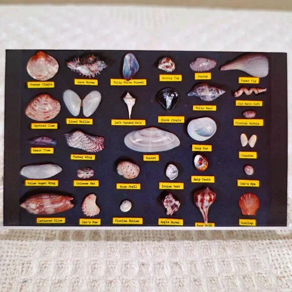 Vintage Shell Chart Waters Beaches of Florida Lusterchrome Tichnor Postcard UNP