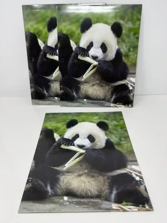 Panda Bear Presentation File Folders Set of 3 NEW
