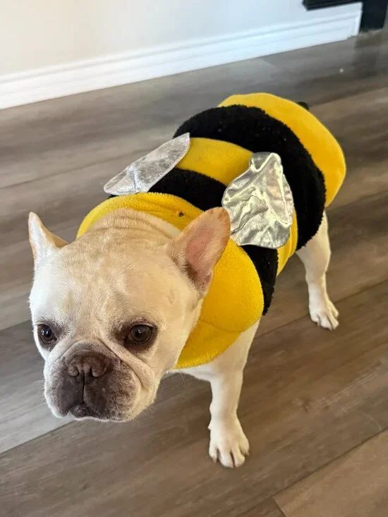 Dog Bee Costume - Medium