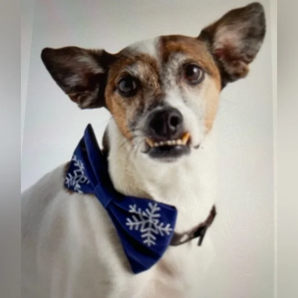 ❤️ ANTHROPOLOGIE THE FROGGY DOG EMBROIDERED DOG BOW TIE NEW