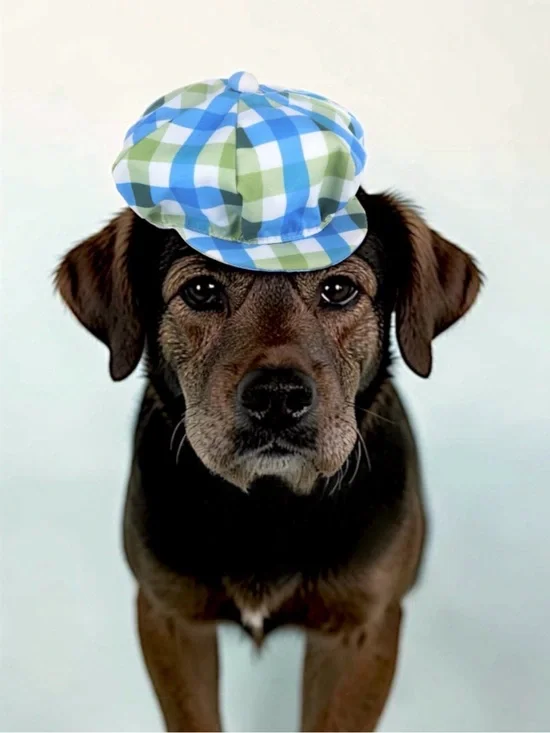 Vibrant Life Plaid Newsboy Hat