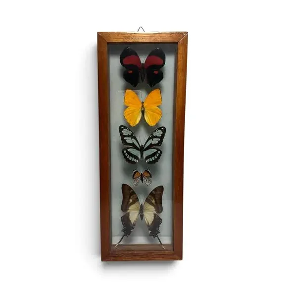 Vintage Real Butterfly Shadowbox Display Wood Frame Wall Art Taxidermy