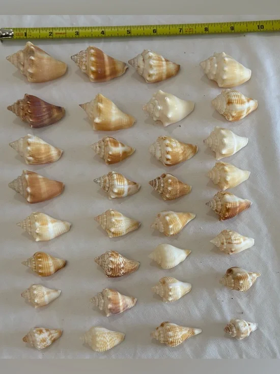 32- FLORIDA BEACH FIGHTING CONCH SHELL SMALLER SIZE JUVENILES CRAFT /COLLECTOR