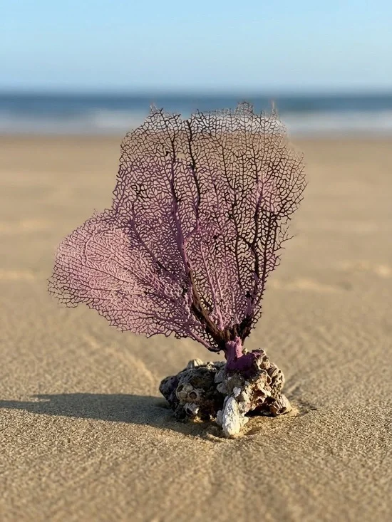 Artisan Purple Sea Fan Coral on Barnacle Base – Tulum, Mexico Beach Decor