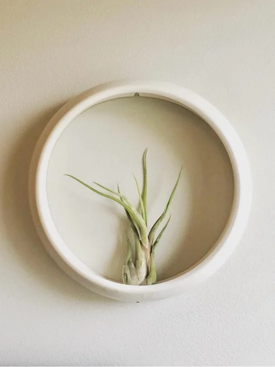 MOVING SALE | Handmade Ceramic Air Plant Holder, Ready To Hang