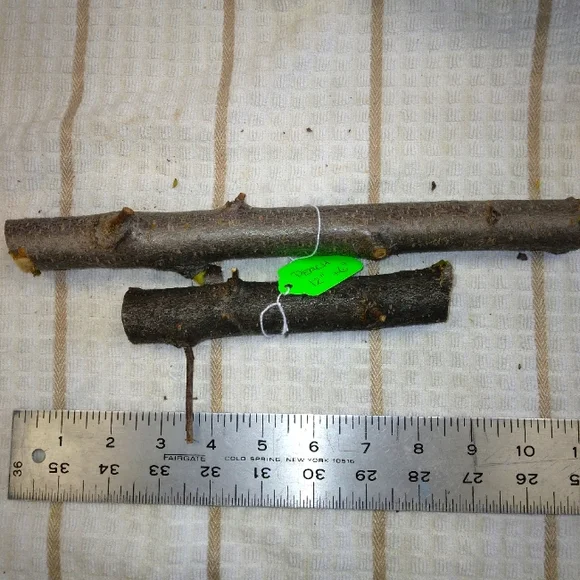 Peach Tree Branches for Crafting Isopods Reptiles Terarrium Jararrium Vivarium