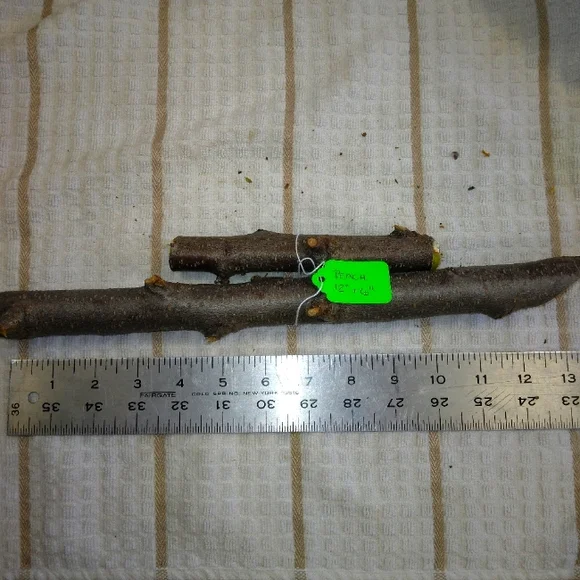 Peach Tree Branches for Crafting Isopods Reptiles Terarrium Jararrium Vivarium