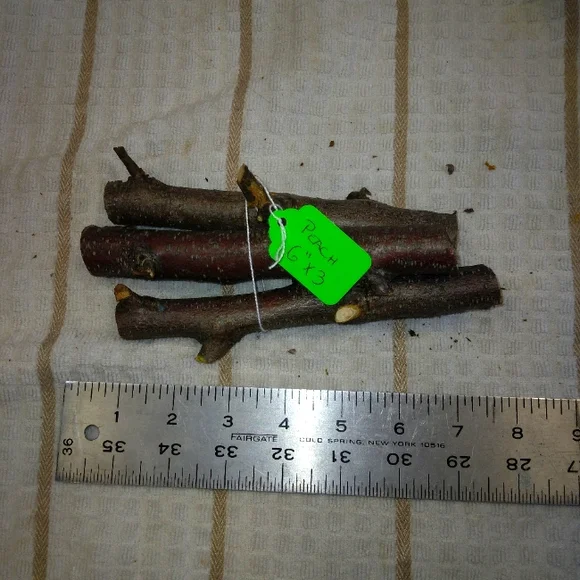 Peach Tree Branches for Crafting Isopods Reptiles Terarrium Jararrium Vivarium