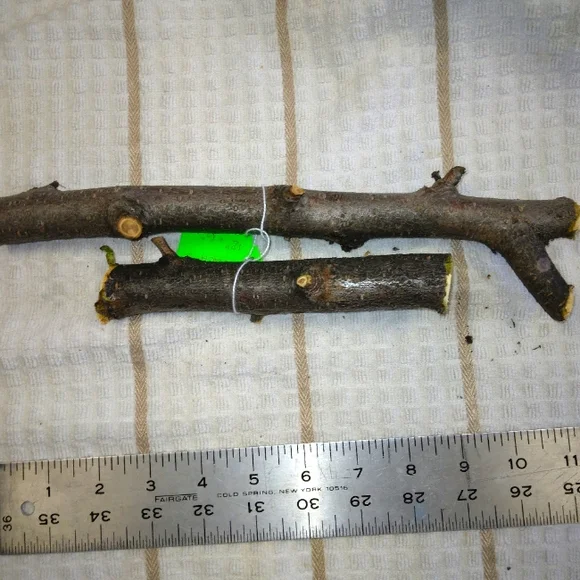 Peach Tree Branches for Crafting Isopods Reptiles Terarrium Jararrium Vivarium