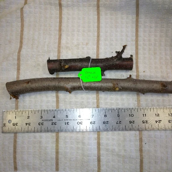 Peach Tree Branches for Crafting Isopods Reptiles Terarrium Jararrium Vivarium