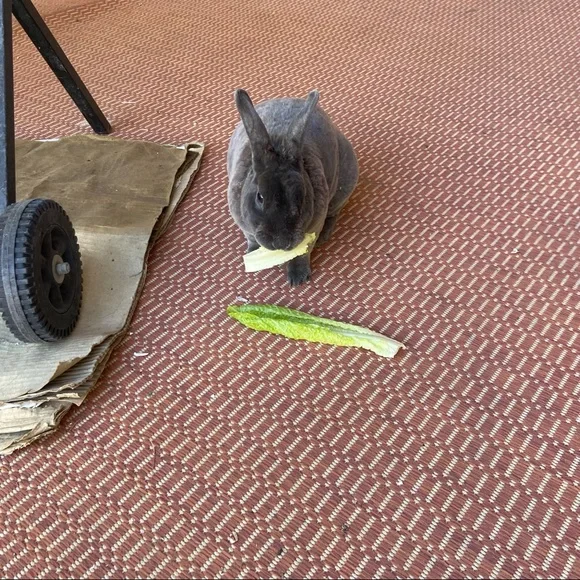 🐰🐈‍⬛🥬🪴Pets eatting + playing June 2022 from Arizona Update 2026🥳💝
