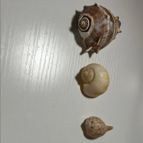 Natural Seashell Collection for Small Pets